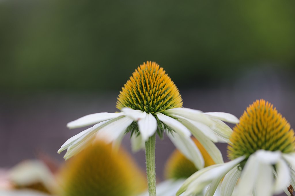 574B7382.JPG -  Echinacea  ( Sonnenhut )