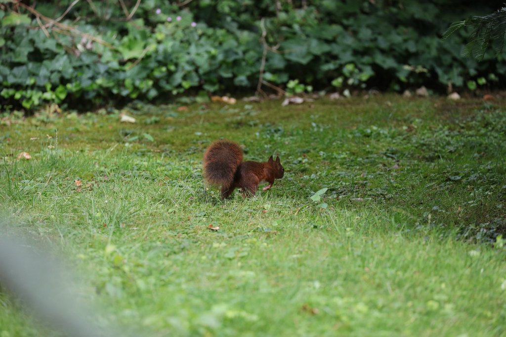 574B7543.JPG -  Red squirrel  ( Eichhörnchen )