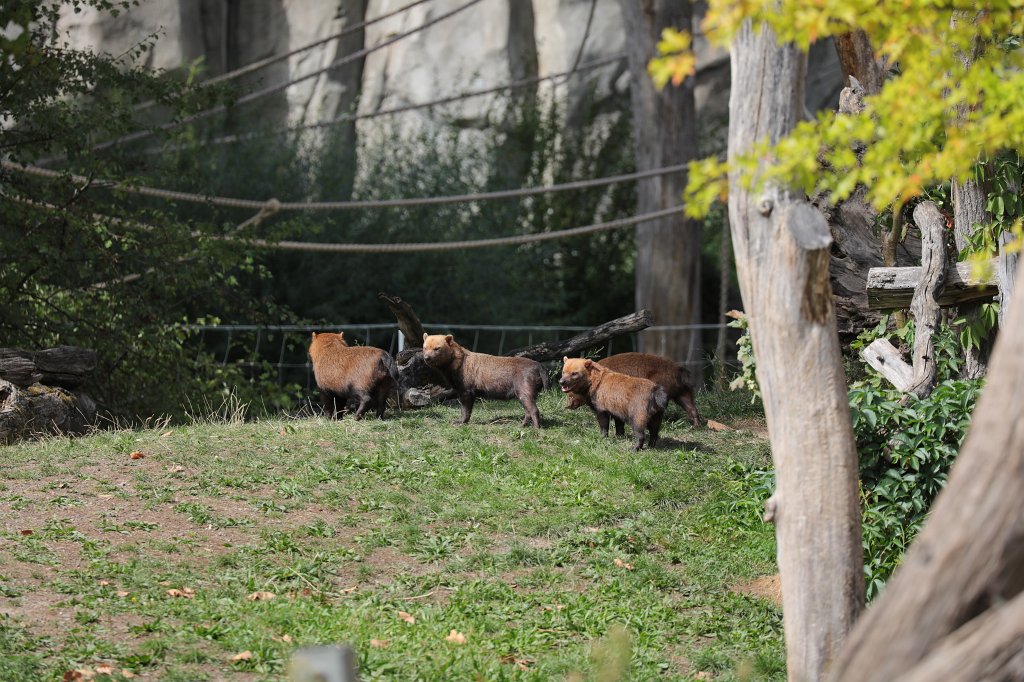 574B7718.JPG -  Bush dog  ( Waldhund )