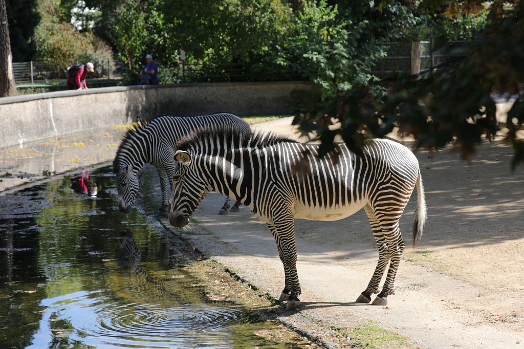 574B7751.JPG -  Grévy's zebra  ( Grevyzebra )