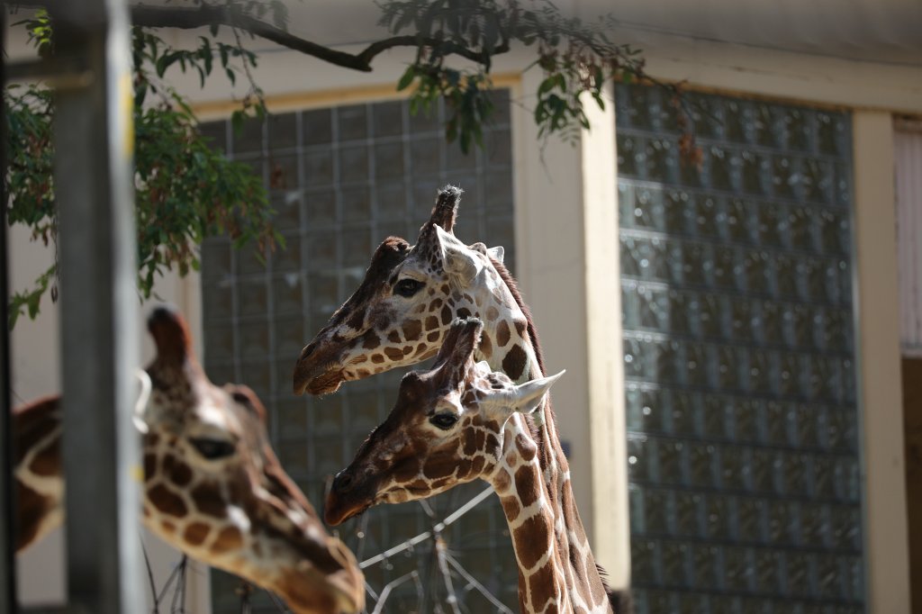 574B7758.JPG -  Reticulated giraffe  ( Netzgiraffe )