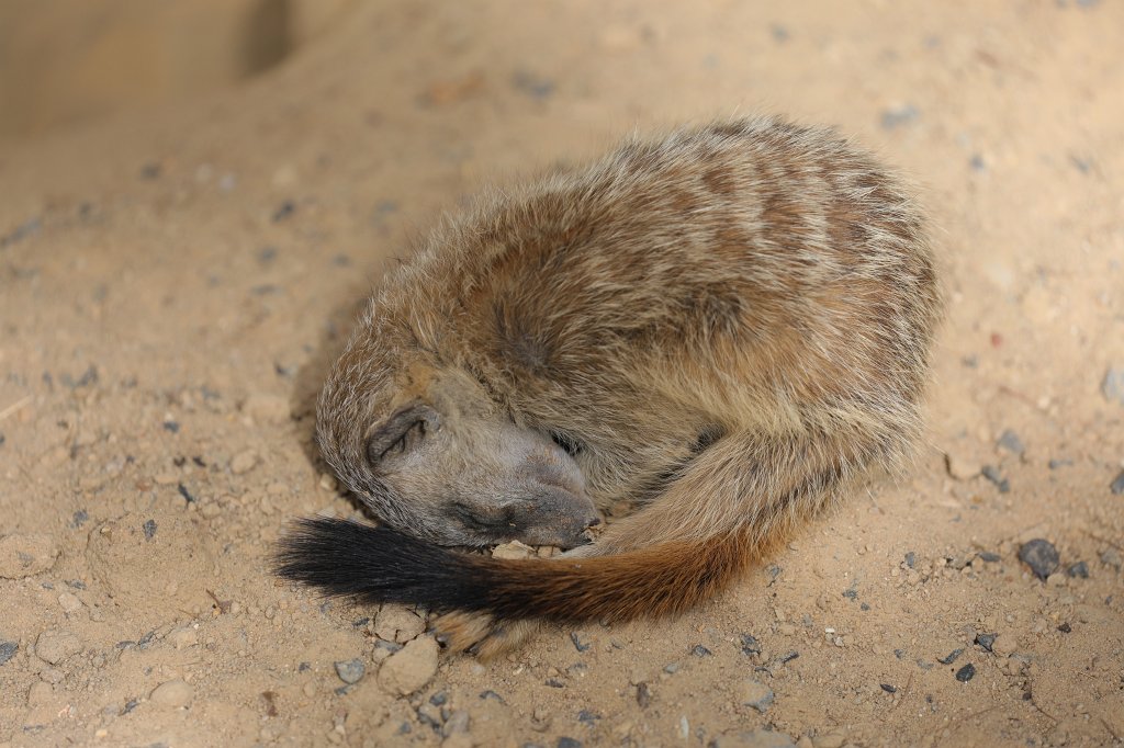 574B7778.JPG -  Meerkat  ( Erdmännchen )