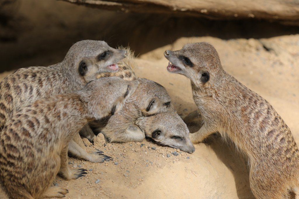 574B7783.JPG -  Meerkat  ( Erdmännchen )
