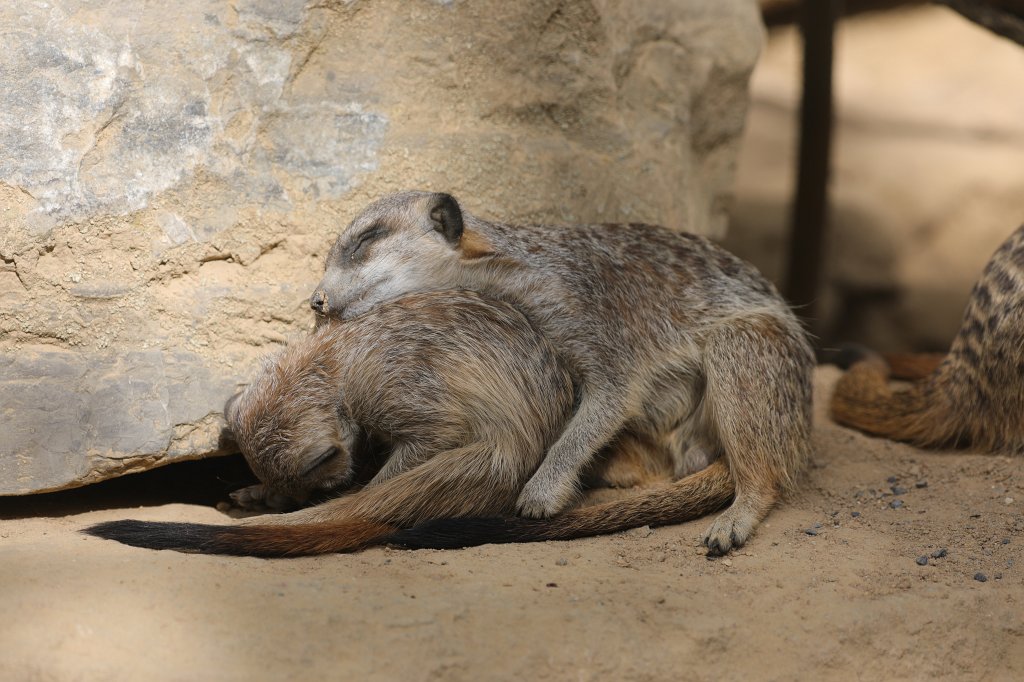 574B7791.JPG -  Meerkat  ( Erdmännchen )