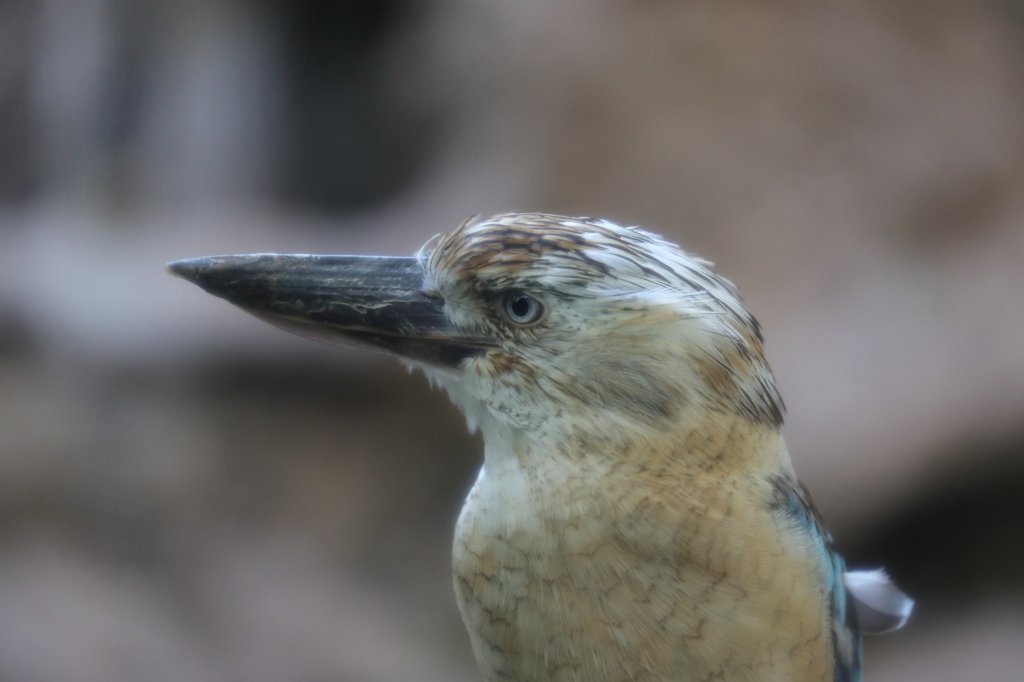 574B7793.JPG -  Kookaburra  ( Jägerliest )