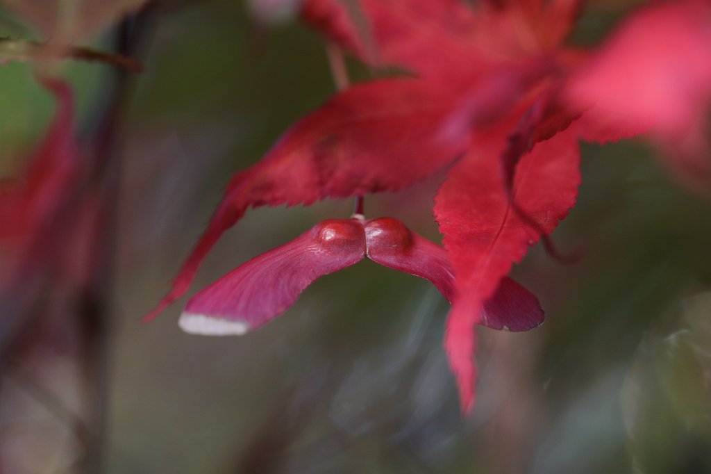 574B7874.JPG -  Acer japonicum   samara  ( Samara  des  Japanischen Ahorns )