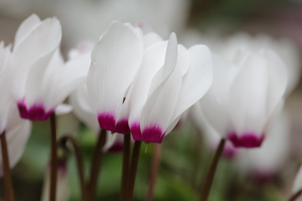 574B7916.JPG -  Cyclamen  ( Alpenveilchen )