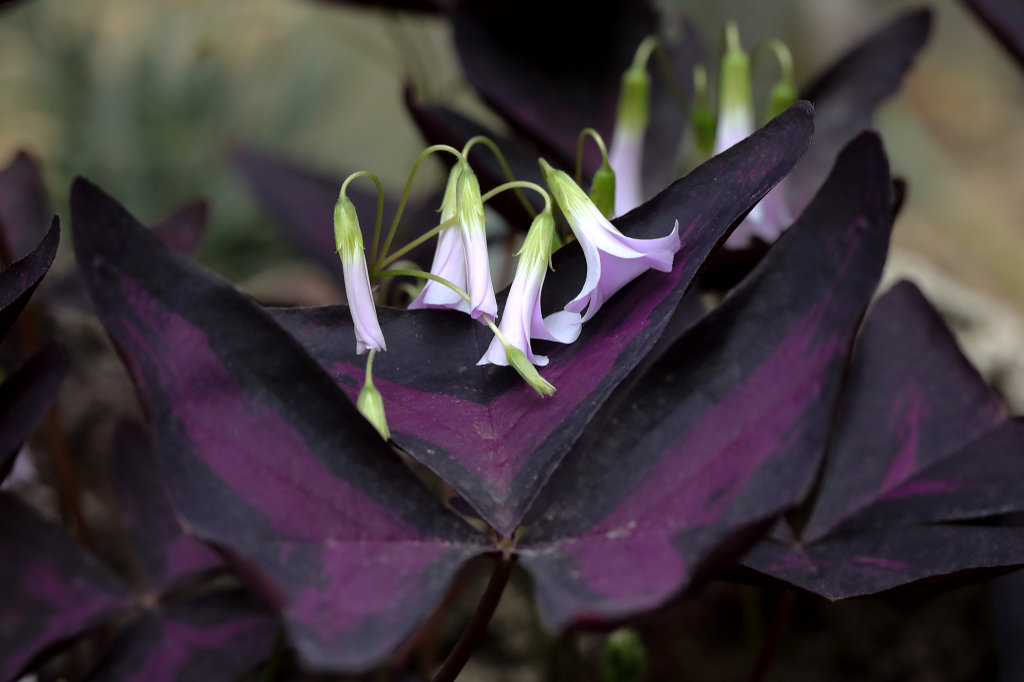 574B7919_c.jpg -  Oxalis triangularis 