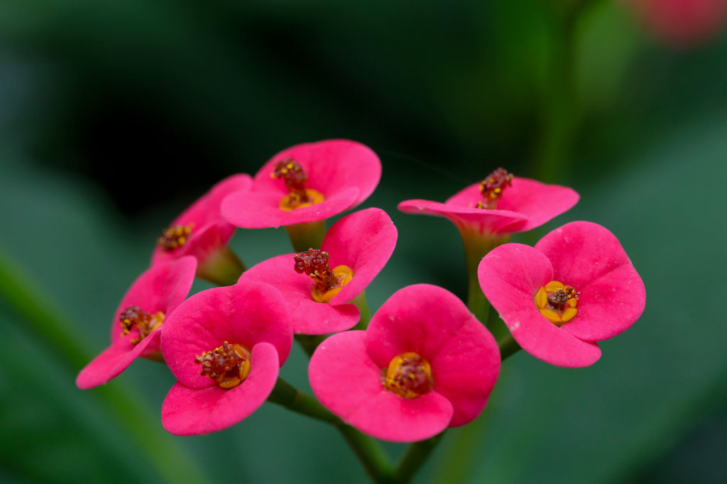 574B7927_c.jpg -  Euphorbia milii  ( Christusdorn )