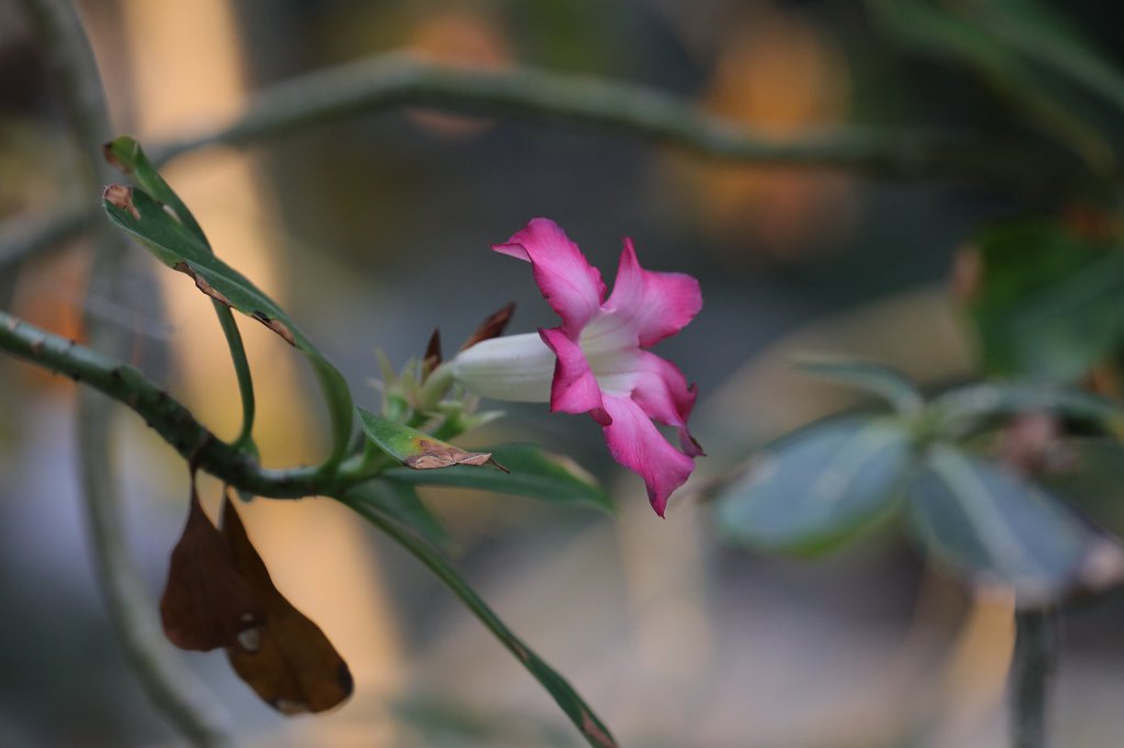 574B7938.JPG -  Adenium obesum  ( Wüstenrose )