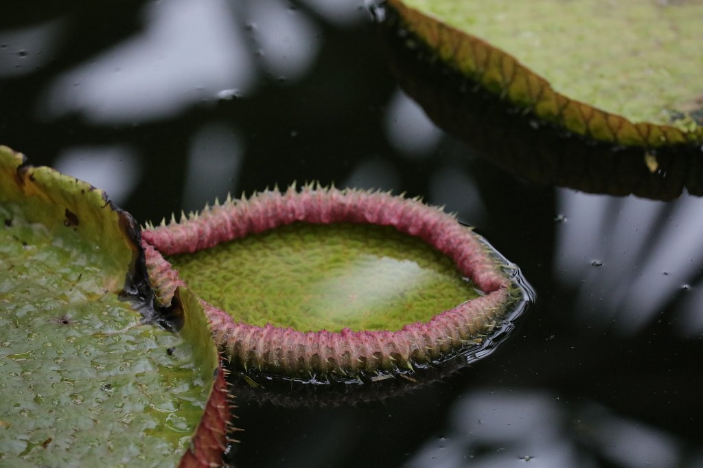 574B7979.JPG -  Water lily  ( Seerose )