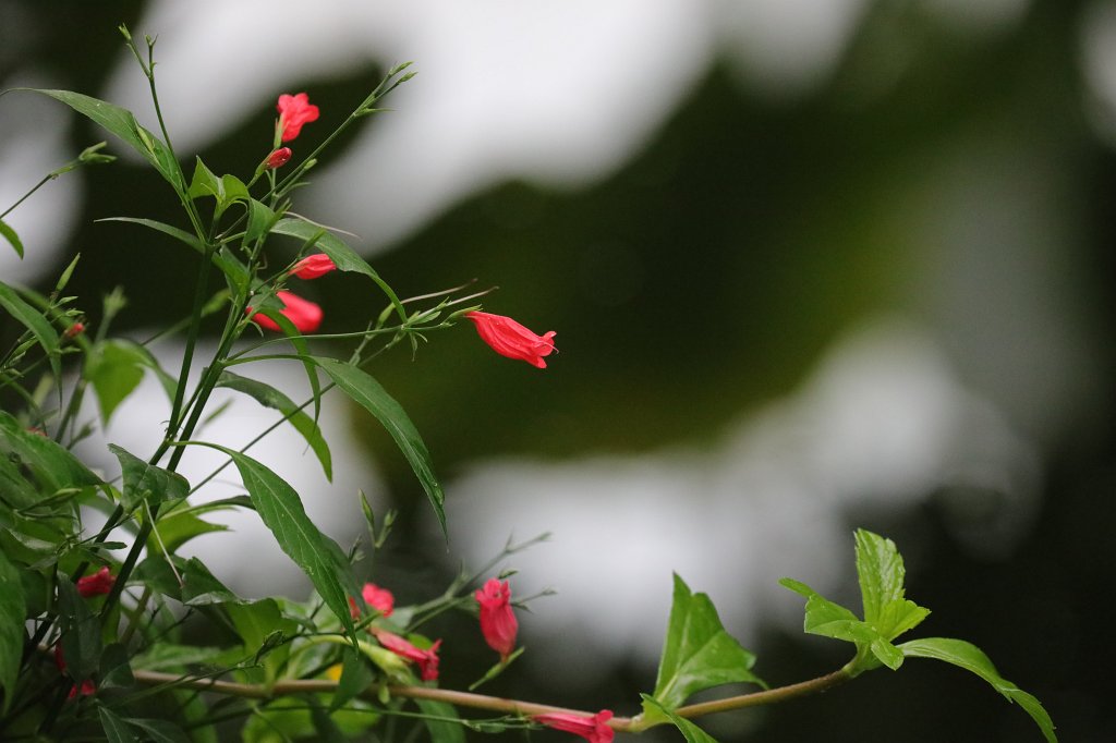 574B7980.JPG - Flower at the  Palmengarten Frankfurt 