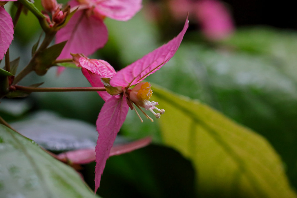 574B7987_c.jpg - Flower at the  Palmengarten Frankfurt 