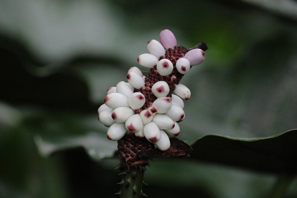 574B7989.JPG - Flower at the  Palmengarten Frankfurt 