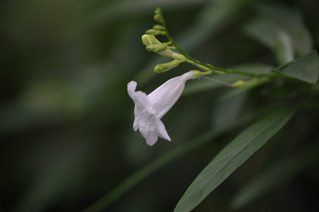 574B7990.JPG - Flower at the  Palmengarten Frankfurt 