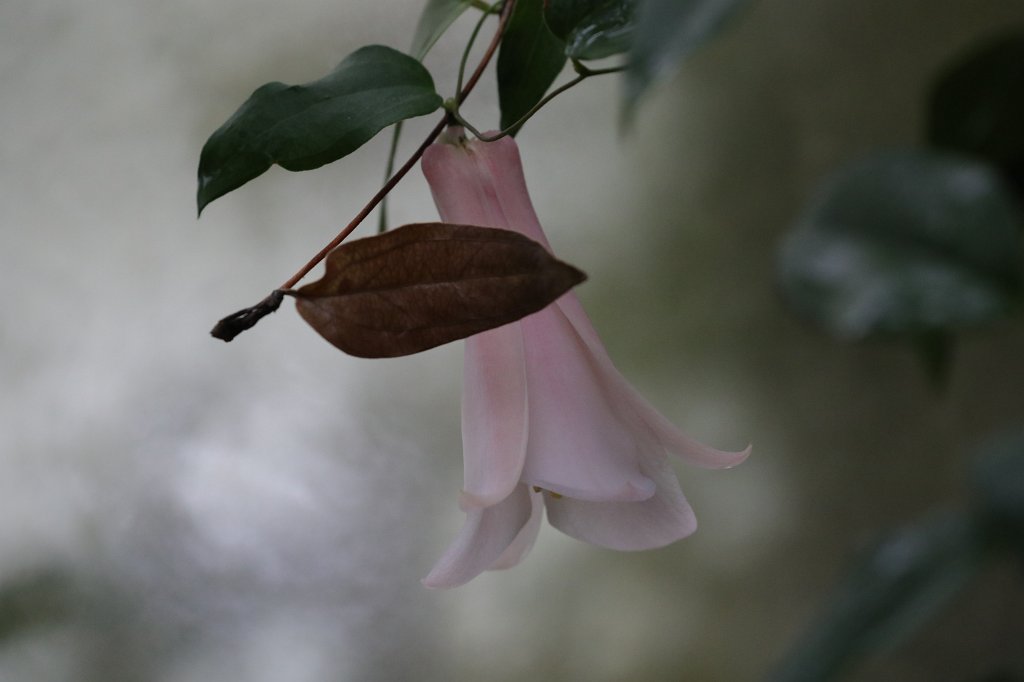 574B7999.JPG -  Lapageria  ( Chilenische Wachsglocke )