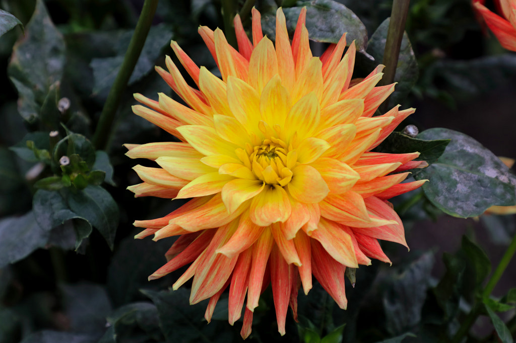 574B8003_c.jpg -  Dahlia  ( Dahlie )