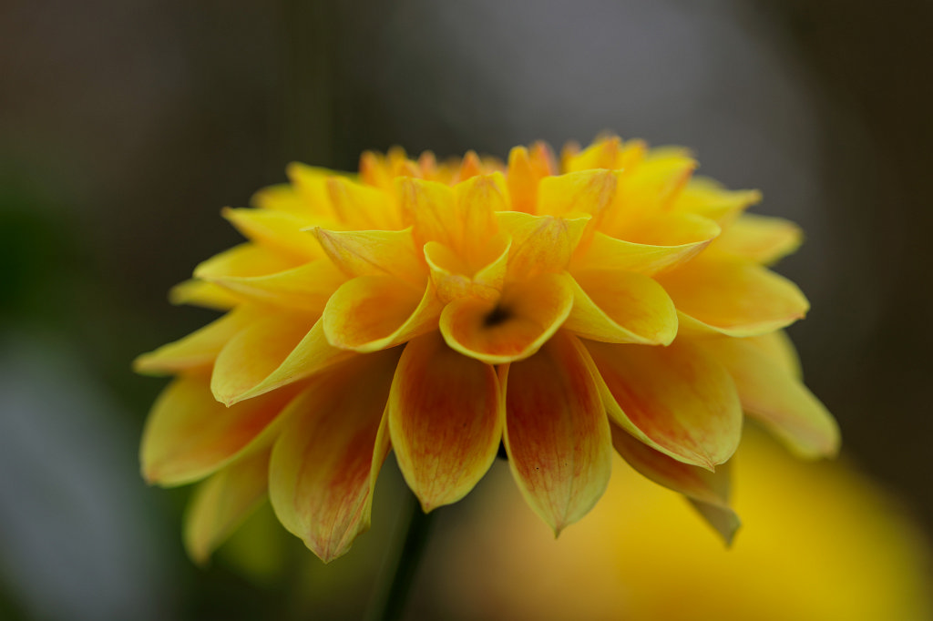 574B8012_c.jpg -  Dahlia  ( Dahlie )