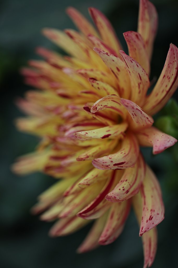 574B8027.JPG -  Dahlia  ( Dahlie )