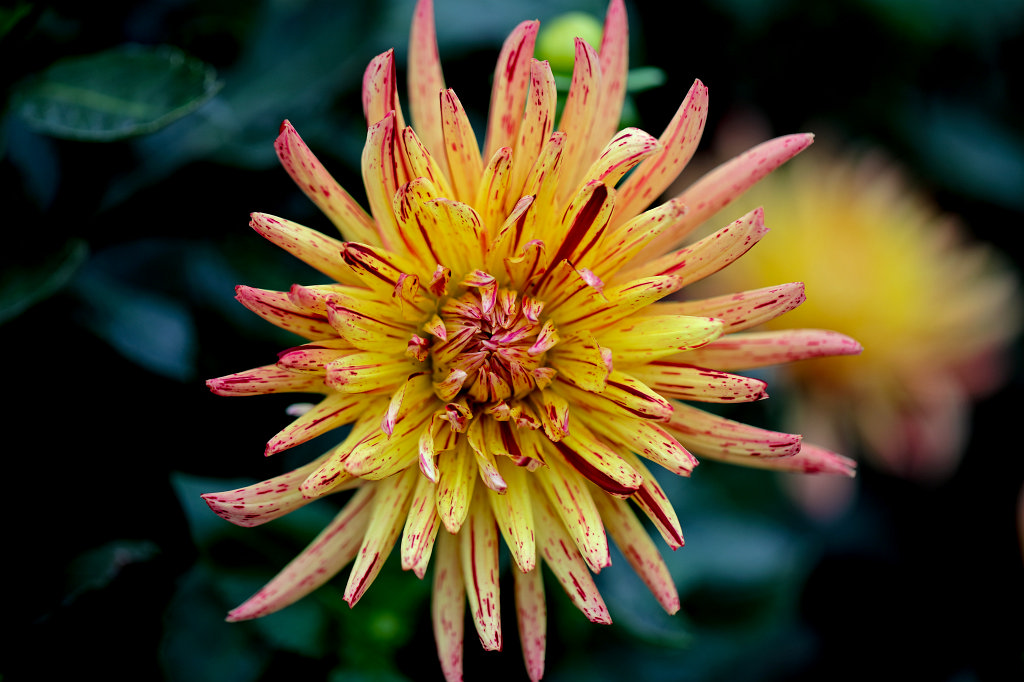 574B8028_c.jpg -  Dahlia  ( Dahlie )