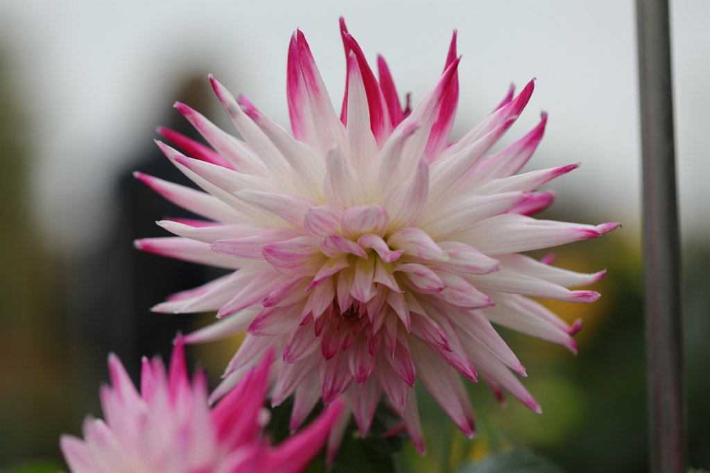 574B8032.JPG -  Dahlia  ( Dahlie )