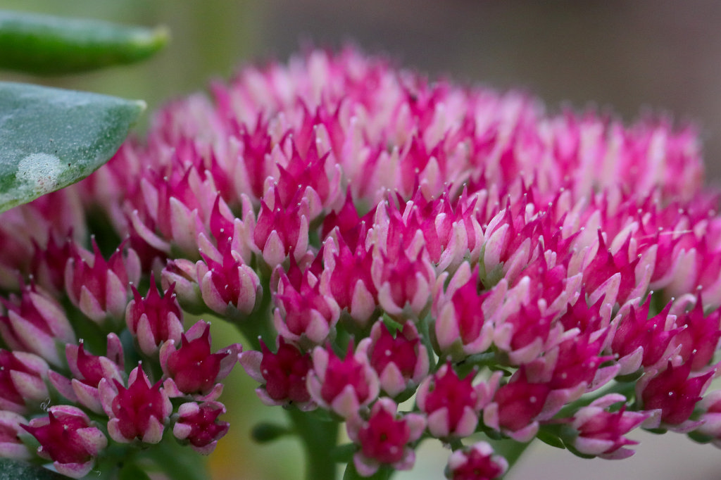 574B8052_c1.jpg - Flower at the  Palmengarten Frankfurt 
