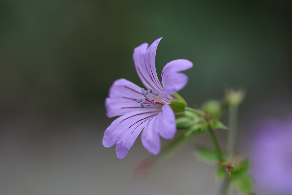574B8061.JPG -  Geranium nodosum  (Knoten- Storchschnabel )