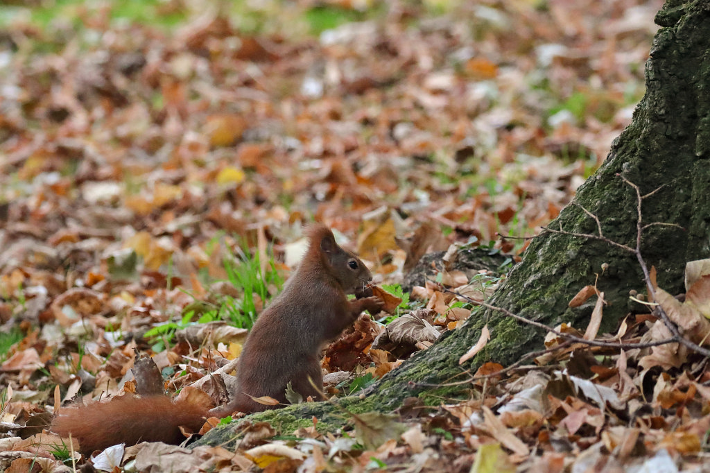 574B8072_c.jpg -  Red squirrel  ( Eichhörnchen )