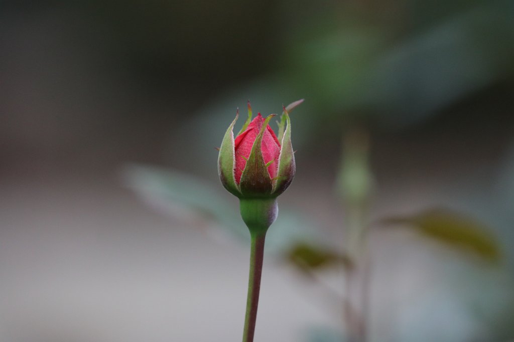 574B8093.JPG -  Rose  ( Rose )