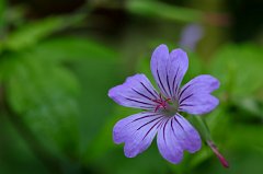 Geranium