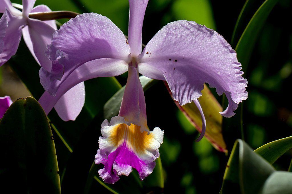 574B8719_c.jpg -  Orchid  in the  Palmengarten Frankfurt  ( Orchidee  im  Palmengarten Frankfurt )
