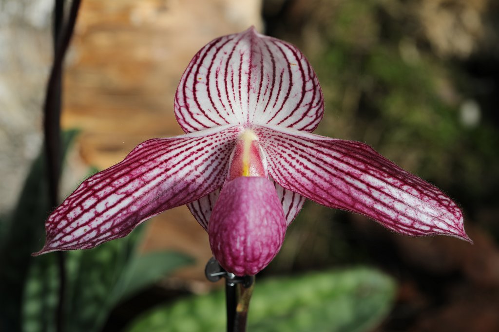 574B8728.JPG -  Lady's slipper orchid  in the  Palmengarten Frankfurt  ( Frauenschuh Orchidee  im  Palmengarten Frankfurt )