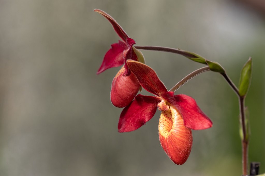 574B8730_c.jpg -  Lady's slipper orchid  in the  Palmengarten Frankfurt  ( Frauenschuh Orchidee  im  Palmengarten Frankfurt )