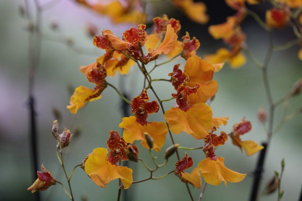 574B8750.JPG -  Orchid  in the  Palmengarten Frankfurt  ( Orchidee  im  Palmengarten Frankfurt )