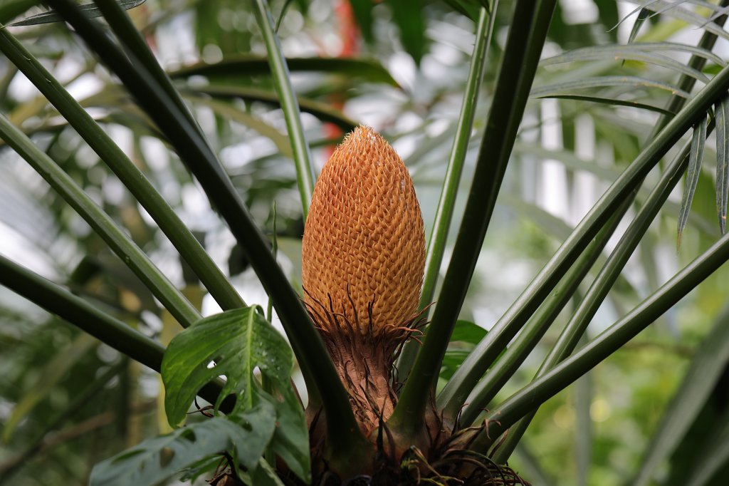 574B8760.JPG - Palm fruit  in the  Palmengarten Frankfurt 