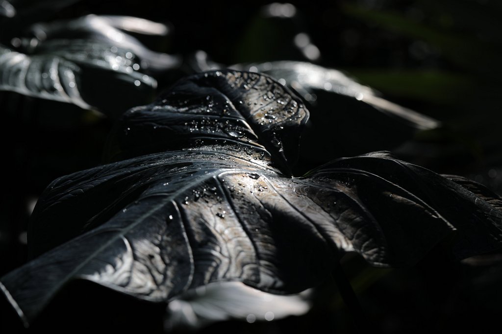 574B8768.JPG - Leaf in the  Palmengarten Frankfurt Blatt im  Palmengarten Frankfurt )