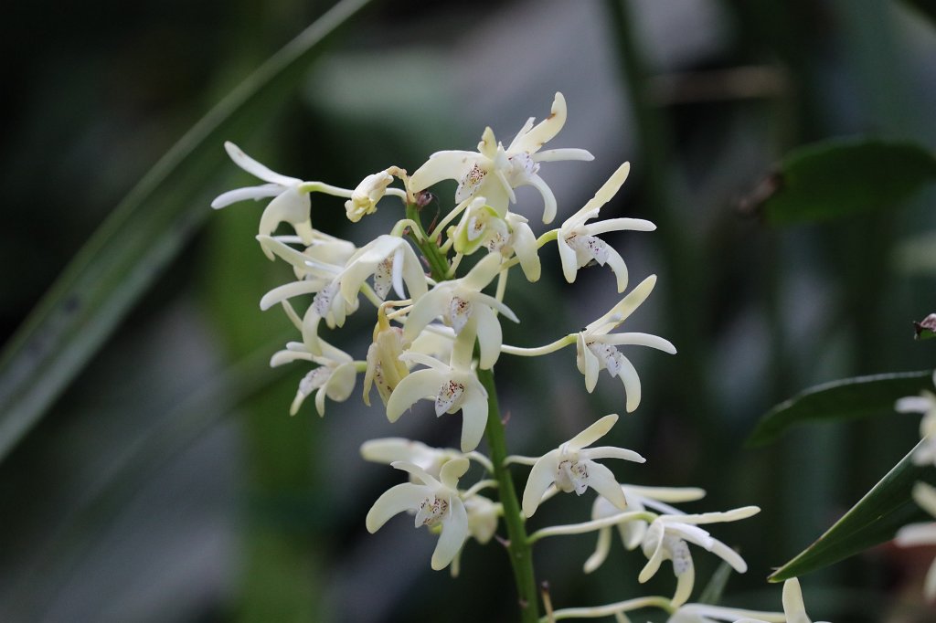 574B8773.JPG - Flower in the  Palmengarten Frankfurt  (Blume im  Palmengarten Frankfurt )