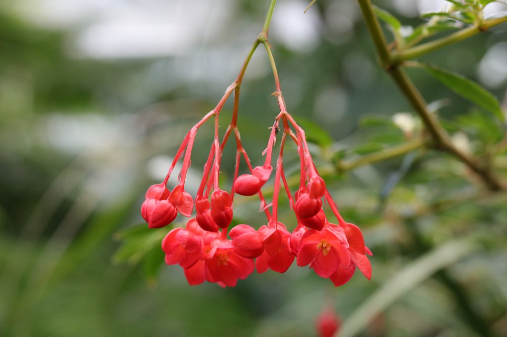 574B8784.JPG - Flower in the  Palmengarten Frankfurt  (Blume im  Palmengarten Frankfurt )