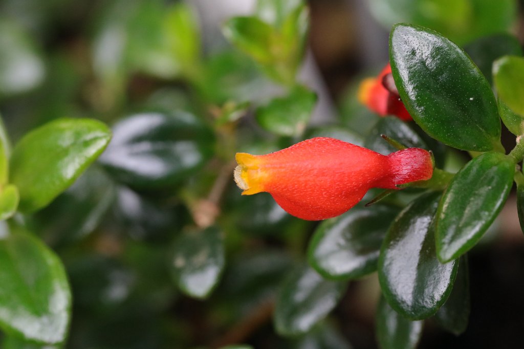 574B8789.JPG -  Nematanthus  wettsteinii in the  Palmengarten Frankfurt  (Nematanthus wettsteinii im  Palmengarten Frankfurt )
