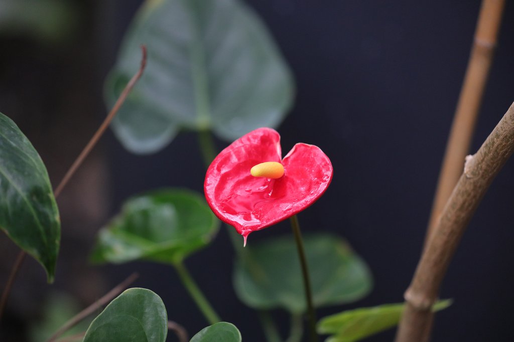 574B8814.JPG -  Flamingo flower  in the  Palmengarten Frankfurt  ( Flamingoblume   im  Palmengarten Frankfurt )
