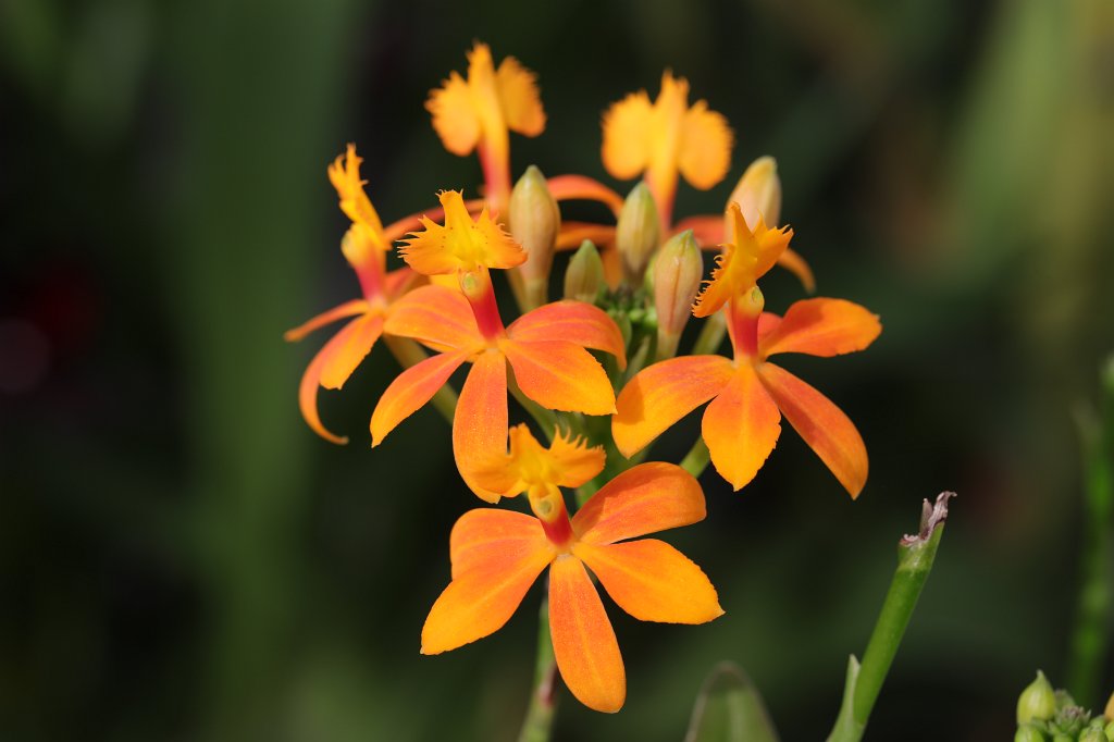 574B8818.JPG -  Orchid  in the  Palmengarten Frankfurt  ( Orchidee  im  Palmengarten Frankfurt )