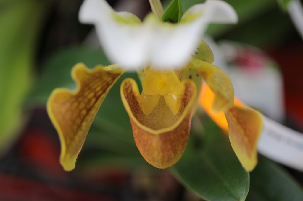 574B8826.JPG -  Lady's slipper orchid  in the  Palmengarten Frankfurt  ( Frauenschuh Orchidee  im  Palmengarten Frankfurt )