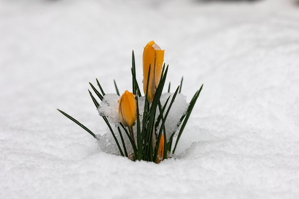 574B8828_c.jpg -  Crocus  ( Krokus )