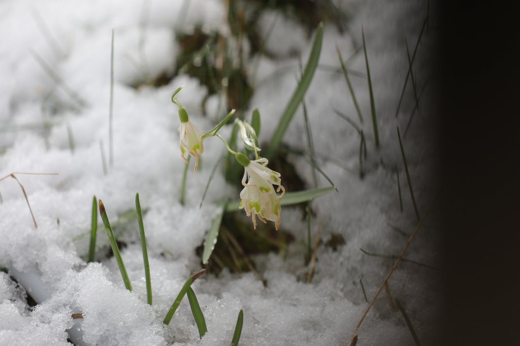 574B8834.JPG -  Snowdrop  ( Schneeglöckchen )