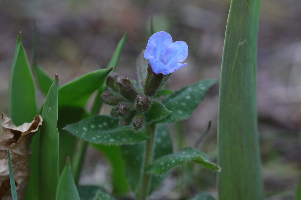 574B8853.JPG -  Lungwort  ( Lungenkraut )