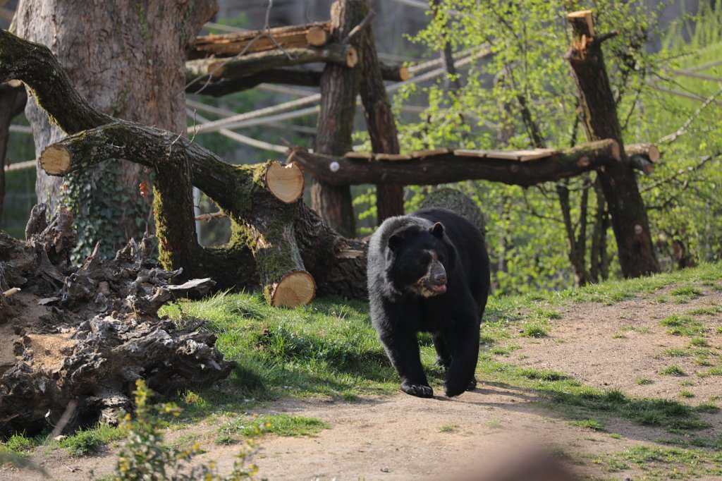 574B8878.JPG -  Spectacled bear  ( Brillenbär )