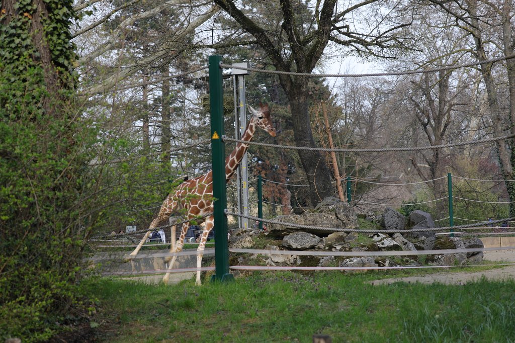 574B8919.JPG -  Reticulated giraffe  ( Netzgiraffe )