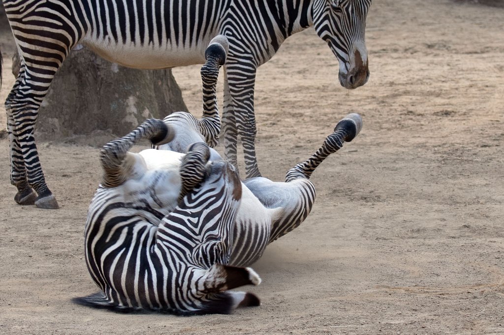 574B8946_c.jpg -  Grévy's zebra  ( Grevyzebra )