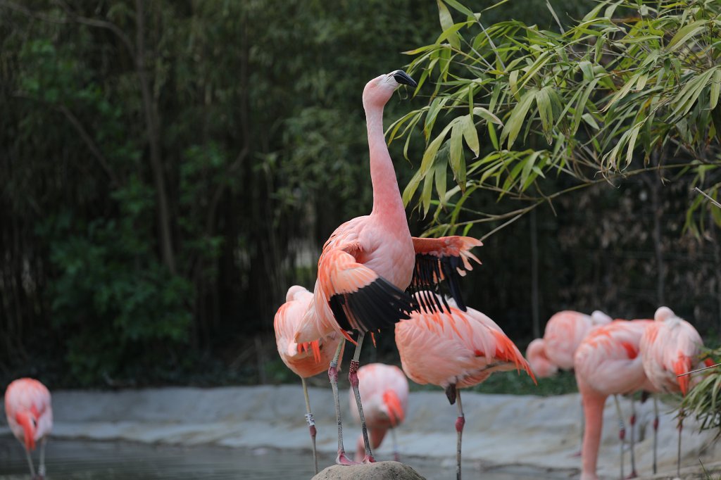 574B8950.JPG -  Chilean flamingo  ( Chileflamingo )
