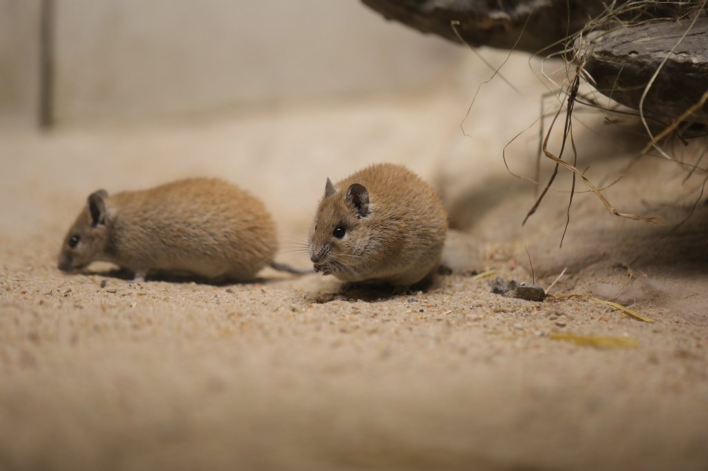 574B8962.JPG -  Golden spiny mouse  (Gold- Stachelmaus )